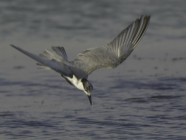 Valkoposkitiira, Whiskered Tern, Chlidonias hybrida